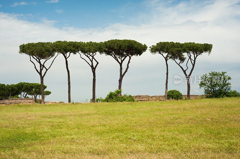 Parco degli acquedo(罗马)的松树